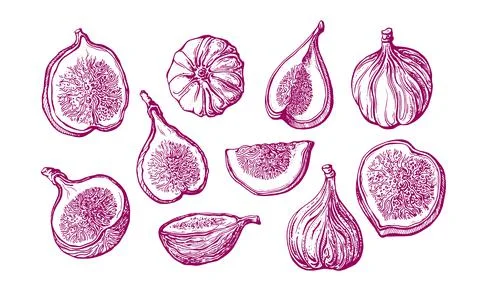 Fig vector set. Natural sweet fruit and sliced piece isolated on white backgr Stock Illustration