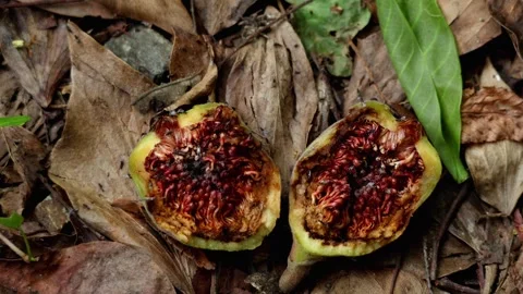 Fig wasp pollinator emerging from fallen cluster fig fruit 스톡 동영상 340650166