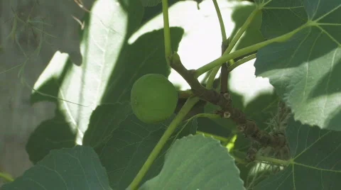 Fig Zoom in Stock Footage 757947