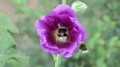 Fight of 2 insects, bumblebees for the nectar of a flower - Stock Rose. Stock Footage 133824683