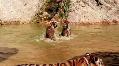 Fight aggression Tigers Stock-Footage 49267869