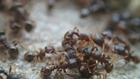 Fight of ants Stock Footage 125336872