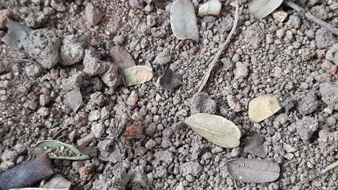 Fight between ant and termites. Stock Footage 294573823