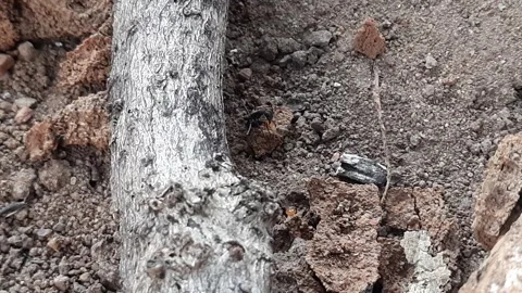 Fight between ant and termites. Video stock 294574213