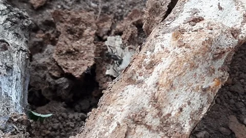Fight between ant and termites. Video stock 294574380