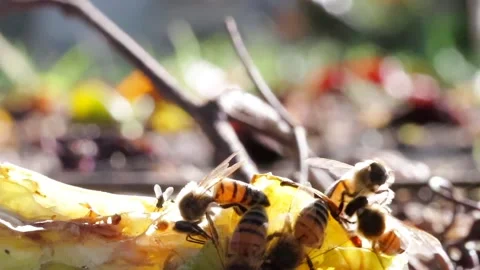 A Fight Between Bees Stock Footage 251826783