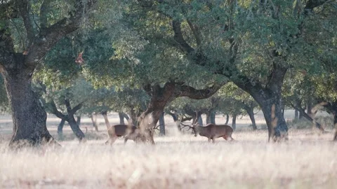 Fight between red deer during rutting season in a mediterranean forest, on Stock Footage 307922307