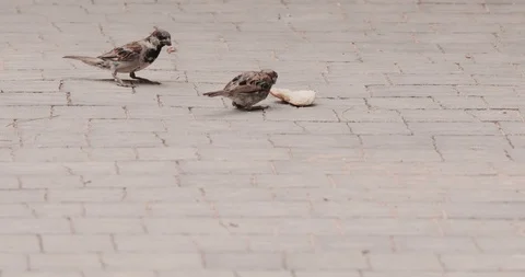 A fight between three sparrows for a piece of bread Stock Footage 96011874