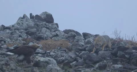 Fight between two animals, golden eagle vs. golden jackal. Bird behaviour in the Stock Footage 164556227