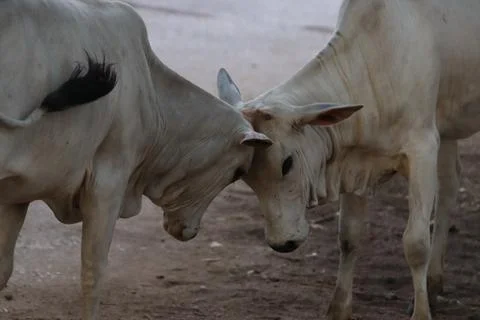 Fight between two calves Stock-Fotos