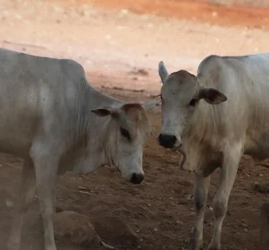 Fight between two calves Stock Photos
