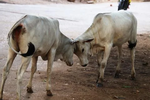 Fight between two calves Stock Photos