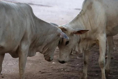 Fight between two calves Stock Photos