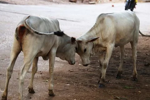 Fight between two calves Stock Photos