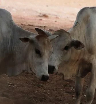 Fight between two calves Stock Photos