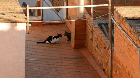 Fight Between Two Cats Stock Footage 46040150