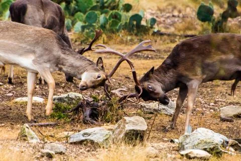 A fight between two fallow staring each other down Stock Photos