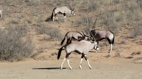 Fight Between Two Male Gemsbok Oryx Gaz Stock Video Pond5