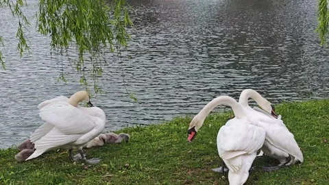 A fight between two mute swans on the shore of a pond Stock Footage 337231913