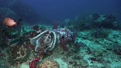 Fight between two octopuses Stock-Footage 84672145