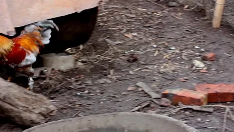 A fight between two roosters in the farmyard Stock Footage 258025166