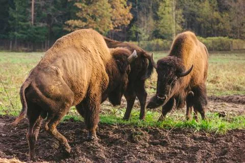 Fight bison in the wild powerful horn attack mating dirty grass Foto stock