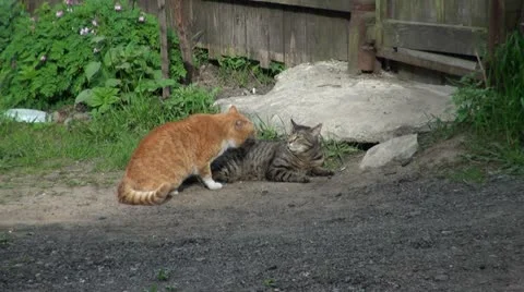 Fight cats Stock-Footage 11298009