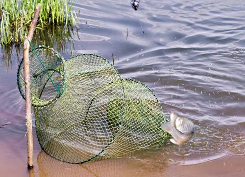 Fight caught fish Stock Photos