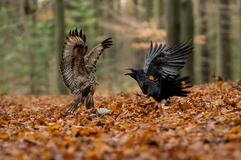 Fight in the Czech forest Stock Photos