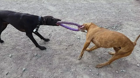 Fight of dogs on a ring 库存影片 92547204