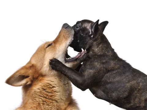 Fight huge and small dogs. Stock Photos
