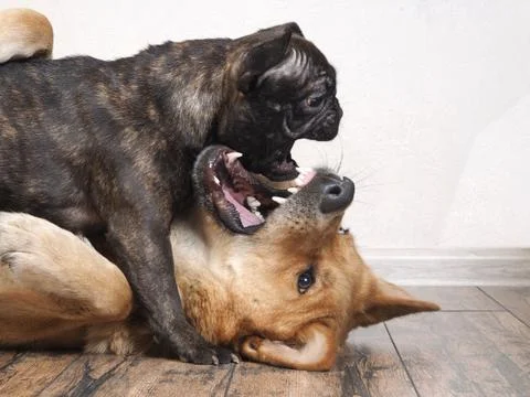 Fight huge and small dogs Stock Photos