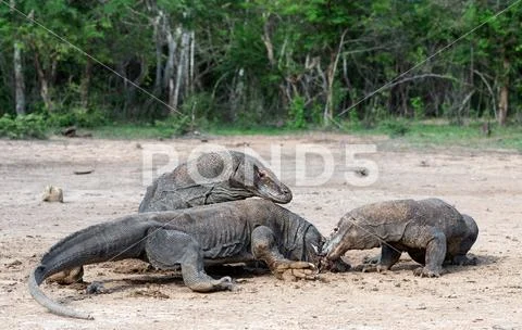 Fight of komodo dragons for prey. The Komodo dragon, scientific name: Varanus Stock Photos
