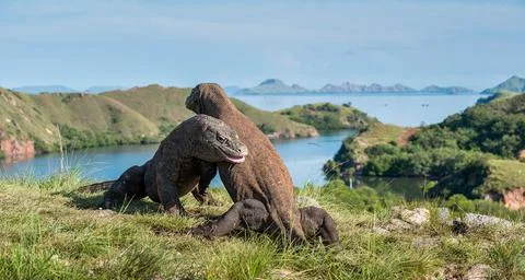 The Fight of Komodo dragons (Varanus komodoensis) for domination. It is the b Stock Photos