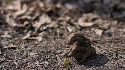 Fight for love between frogs. Video stock 105673997