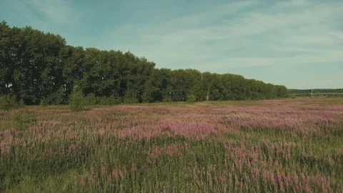 Fight over field. Stock Footage 114486795