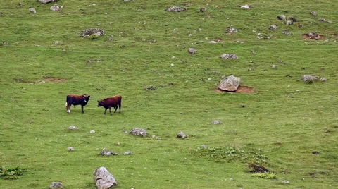 Fight of ox Stock Footage 51651276