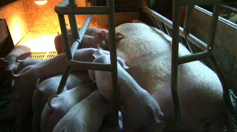 The fight for pig tit Stock Footage 737015