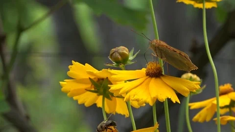 Fight for a place under the sun. Bee Hypnosis.Butterfly on a flower. Stock Footage 76720000