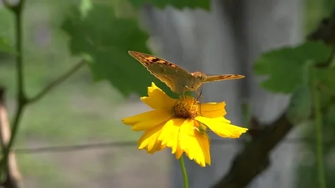 Fight for a place under the sun. Bee Hypnosis.Butterfly on a flower. Stock Footage 76720029