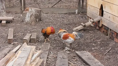 A fight roosters Stock Footage 60801942