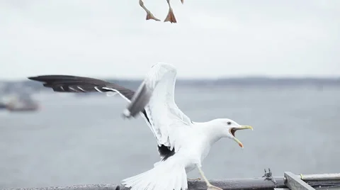 Fight seagulls 스톡 동영상 42034461