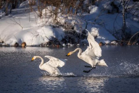 Fight of swans. A swan attacks another bird. "Lebedinyj" Swan Nature Reserve, Stock Photos