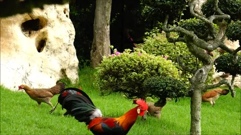 The fight for territory two cocks. Park. Slow motion. Nature. Eco. Stock Footage 52363681