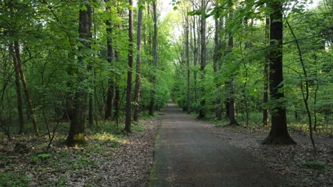 Fight through the Forrest Pathway Stock Footage 205192655