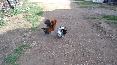 Fight of two domestic rooster, a spontaneous fight Stock Footage