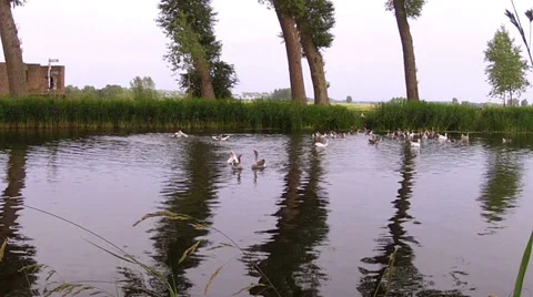 Fight of two gooses on a small river. Stock Footage 34473732