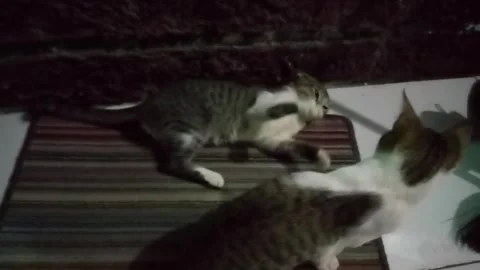 Fight of two kittens at night Stock Footage 240216037