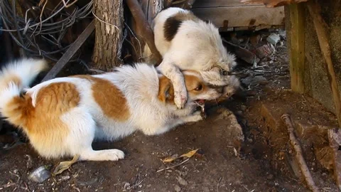 Fight of two mongrels dogs two mongrels did not share the territory Stock Footage 152362363