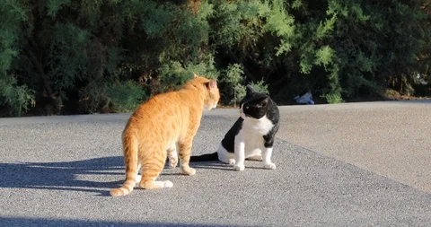The fight of two street cats in summer Stock Footage 117919341
